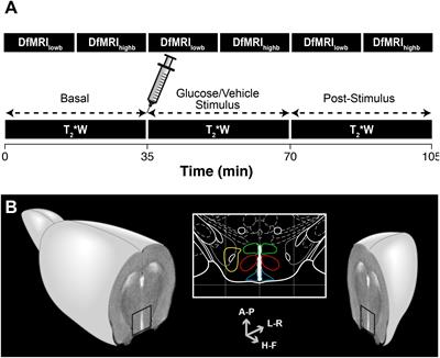 Systemic Glucose Administration Alters Water Diffusion and Microvascular Blood Flow in Mouse Hypothalamic Nuclei – An fMRI Study